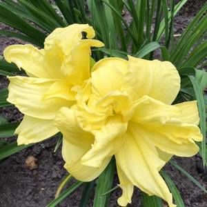 Meet your Posher, Karyn walls